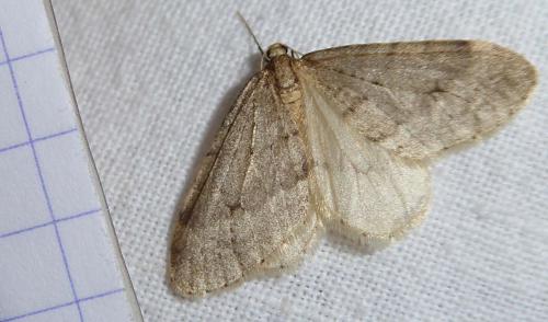 Operophtera fagata